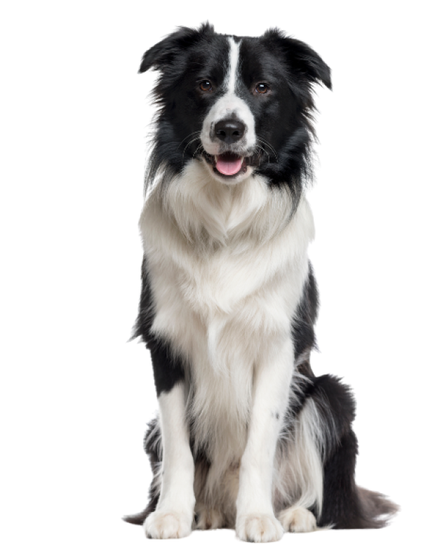 Hund